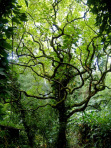 The Greenest Branch